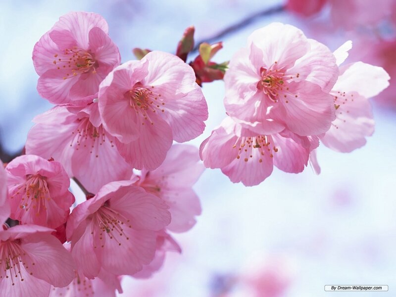 Pink Cherry Blossoms — Serene, Spring, Photograph, Flower, Branch, Sky