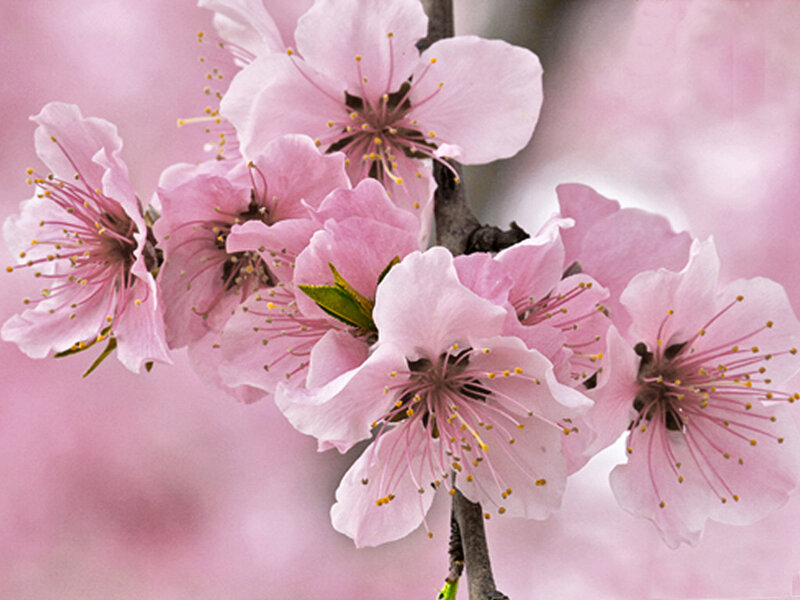 Pink Cherry Blossoms — Serene, Spring, Photograph, Flower, Branch