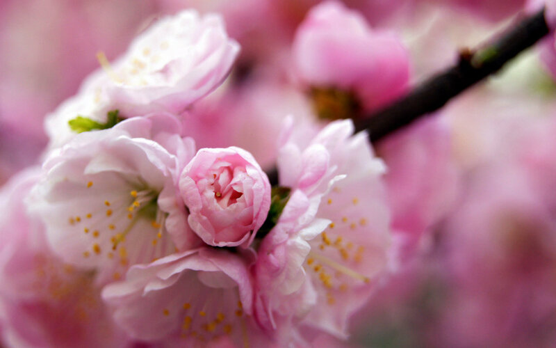 Pink Cherry Blossoms — Serene, Spring, Photograph, Flower, Bud