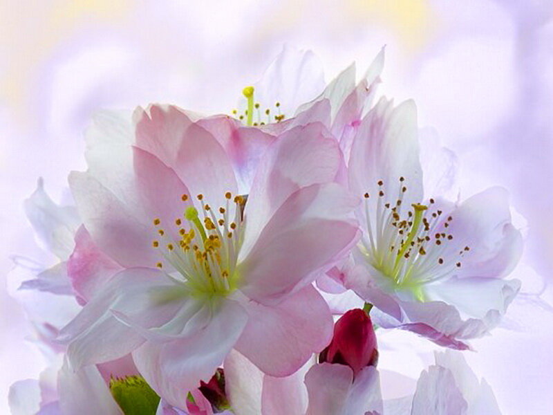 Pink Cherry Blossoms — Serene, Spring, Photograph, Flower, Stamen