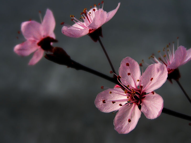 Pink Cherry Blossoms — Serene, Spring, Photograph, Flower