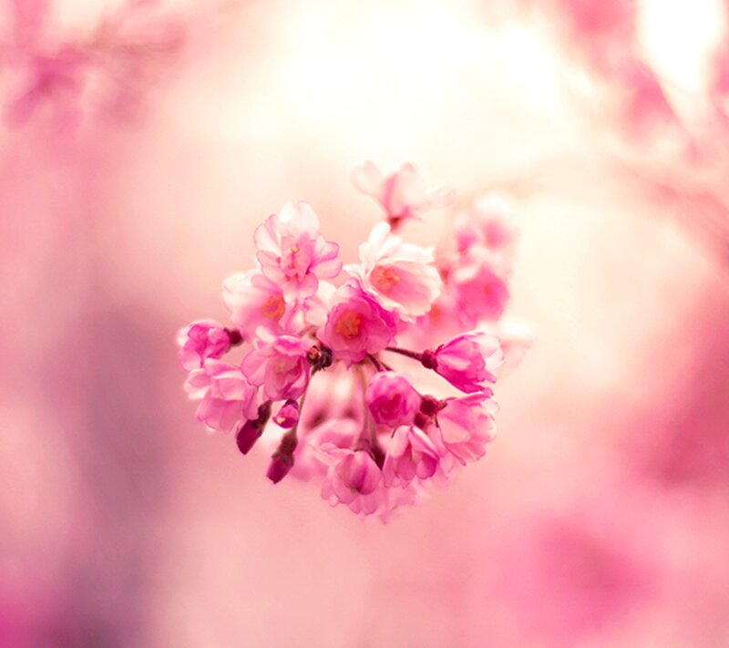 Pink Cherry Blossoms — Serene, Spring, Photograph, Flowers, Bloom