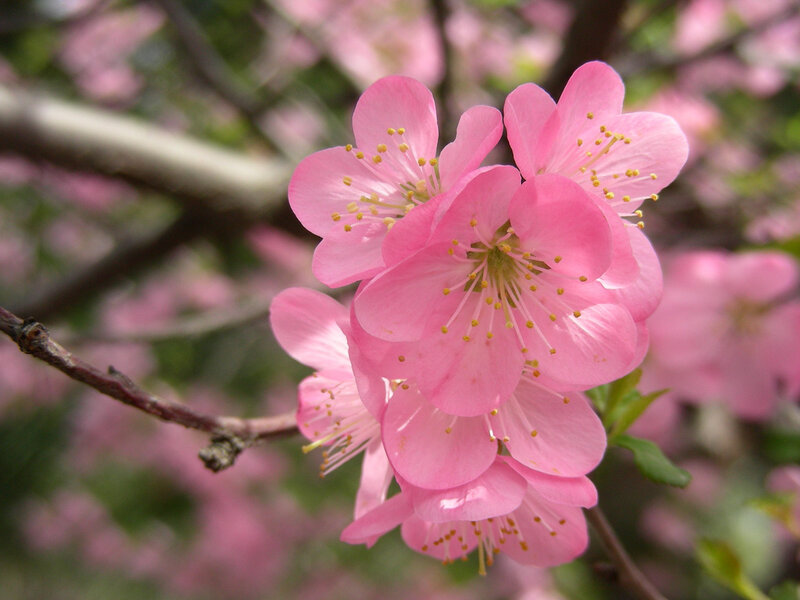 Pink Cherry Blossoms — Serene, Spring, Photograph, Flowers, Branch, Leaves