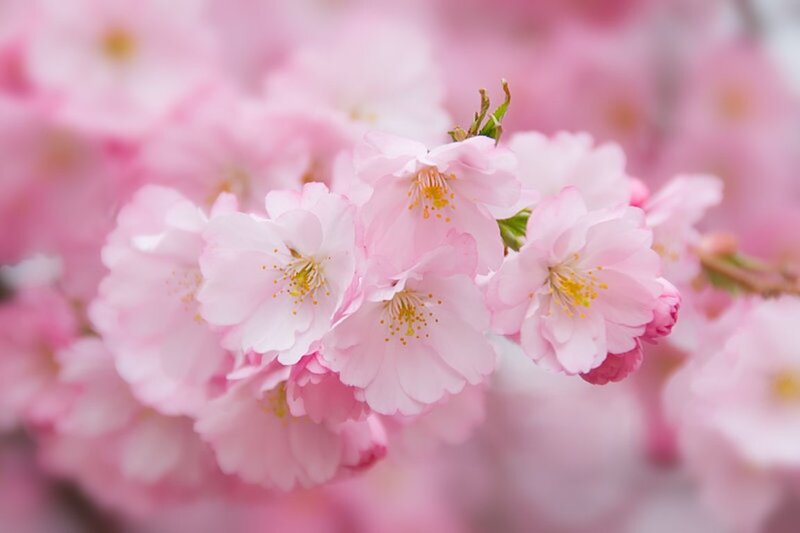 Pink Cherry Blossoms — Serene, Spring, Photograph, Flowers, Branch, Petals