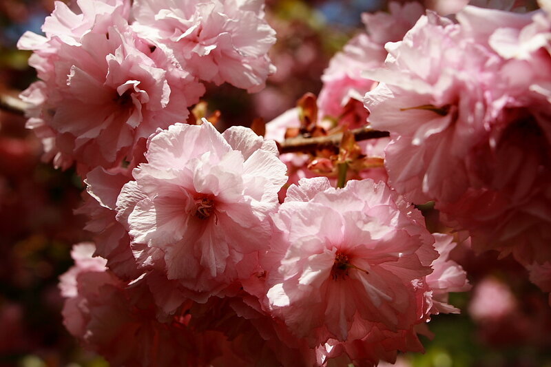 Pink Cherry Blossoms — Serene, Spring, Photograph, Flowers, Branch, Sunlight, White, Green