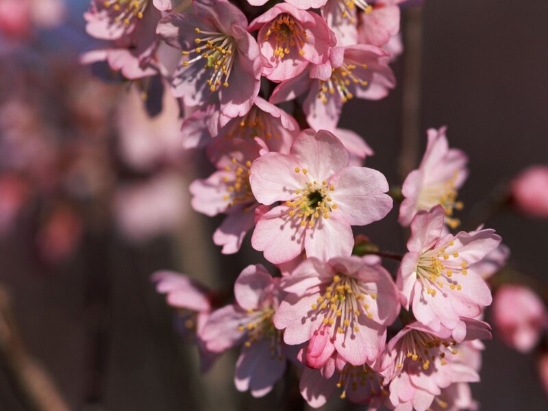 Pink Cherry Blossoms — Serene, Spring, Photograph, Flowers, Branch, Sunlight, Yellow