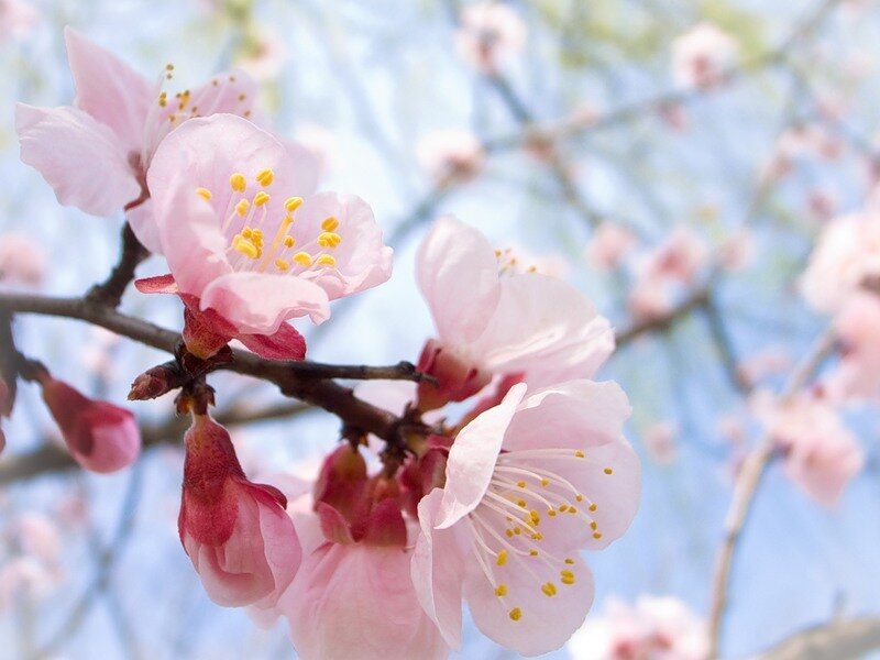 Pink Cherry Blossoms — Serene, Spring, Photograph, Flowers, Branch