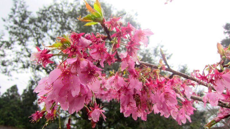 Pink Cherry Blossoms — Serene, Spring, Photograph, Flowers, Branch, Trees