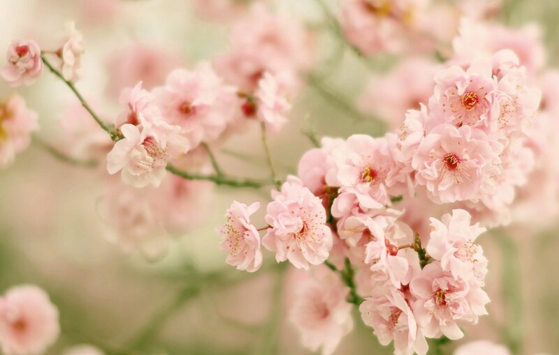 Pink Cherry Blossoms — Serene, Spring, Photograph, Flowers, Branches, Bloom