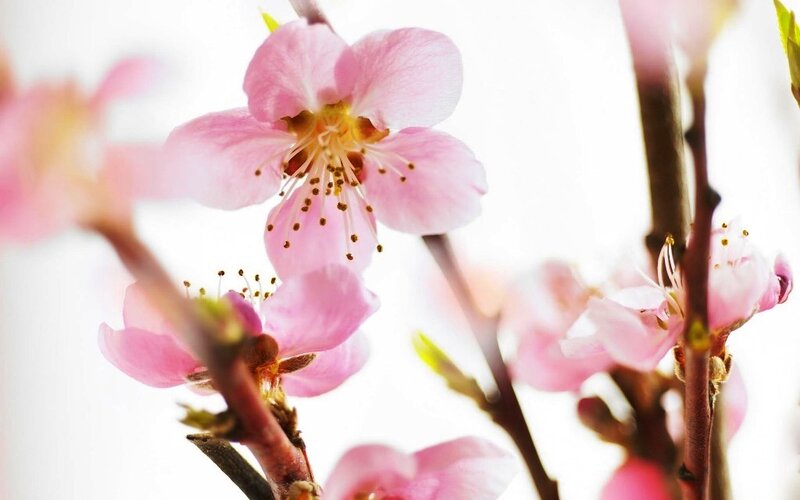 Pink Cherry Blossoms — Serene, Spring, Photograph, Flowers, Branches, Buds