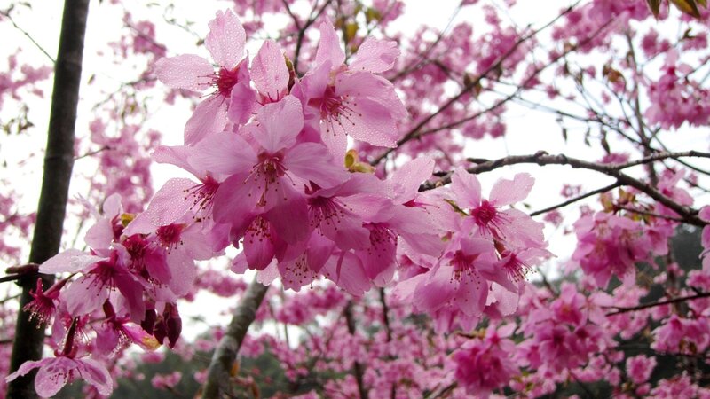 Pink Cherry Blossoms — Serene, Spring, Photograph, Flowers, Branches, Droplets