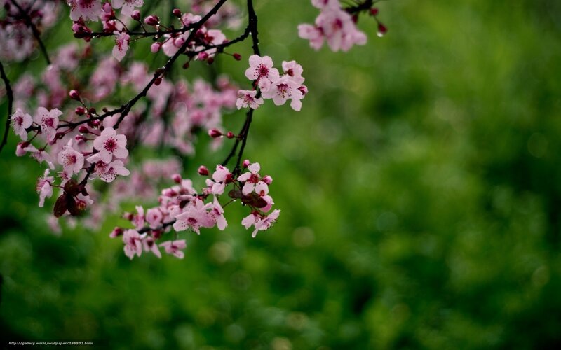 Pink Cherry Blossoms — Serene, Spring, Photograph, Flowers, Branches, Green Background