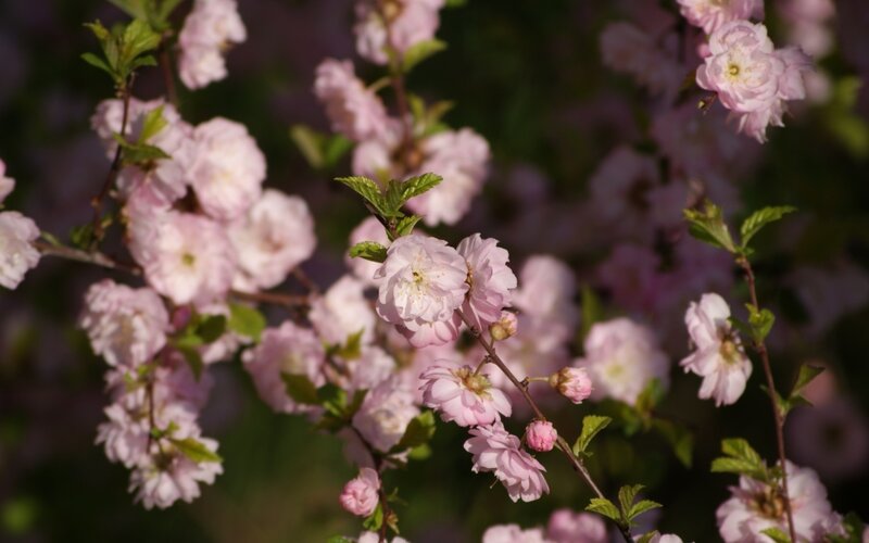 Pink Cherry Blossoms — Serene, Spring, Photograph, Flowers, Branches, Leaves, Green, Brown