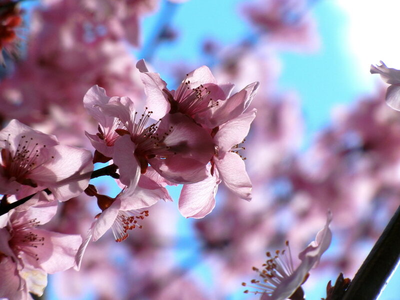 Pink Cherry Blossoms — Serene, Spring, Photograph, Flowers, Branches, Sky