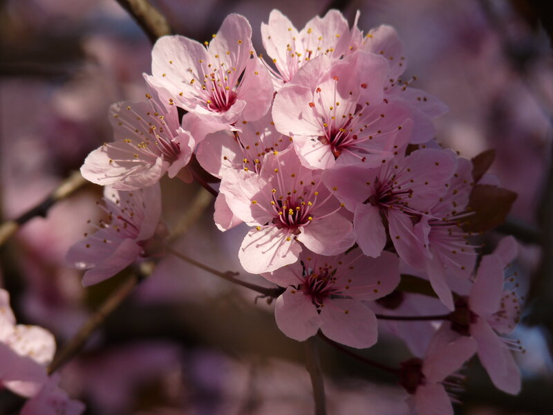 Pink Cherry Blossoms — Serene, Spring, Photograph, Flowers, Branches, Sunlight