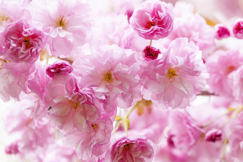 Pink Cherry Blossoms — Serene, Spring, Photograph, Flowers, Bud