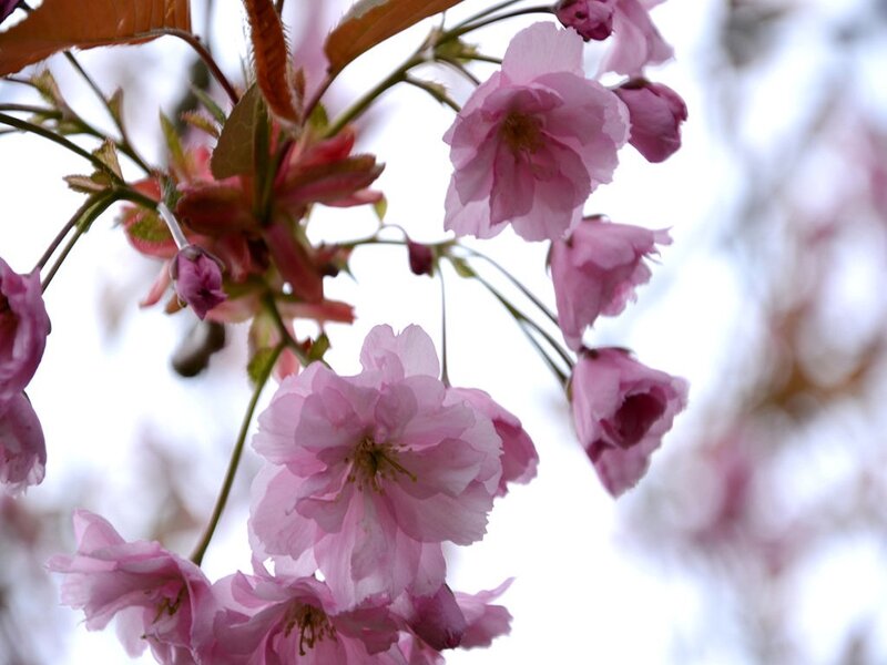 Pink Cherry Blossoms — Serene, Spring, Photograph, Flowers, Buds, Branches