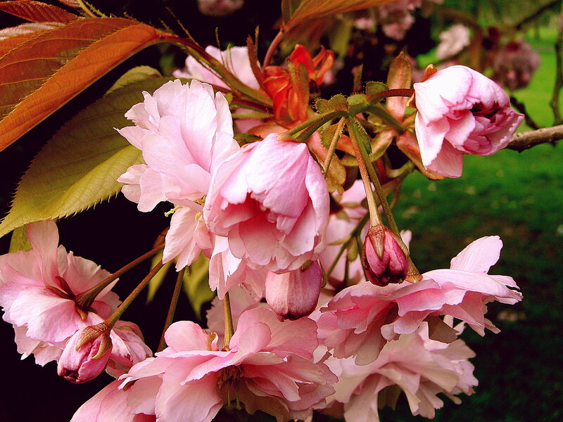Pink Cherry Blossoms — Serene, Spring, Photograph, Flowers, Buds, Leaves, Green