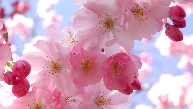 Pink Cherry Blossoms — Serene, Spring, Photograph, Flowers, Buds, Sky