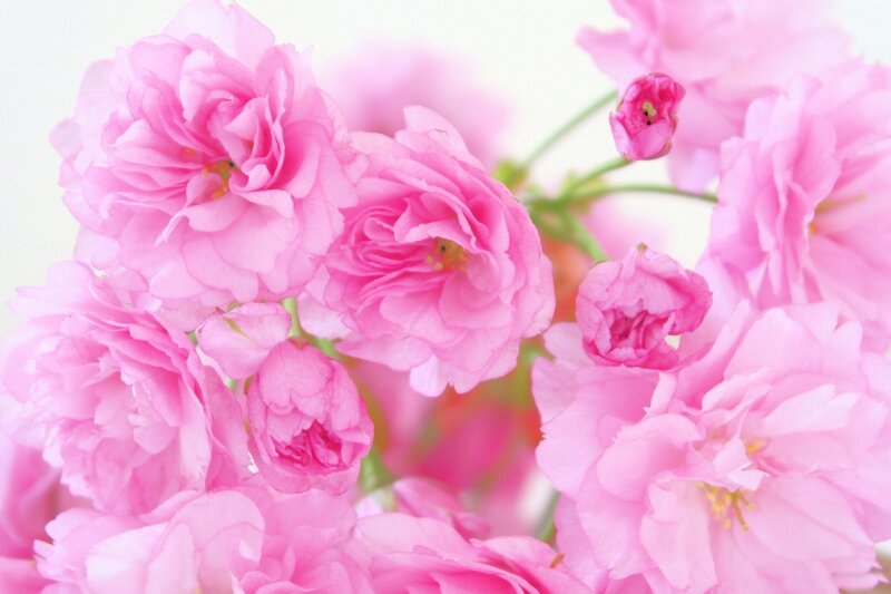 Pink Cherry Blossoms — Serene, Spring, Photograph, Flowers, Buds, Stems