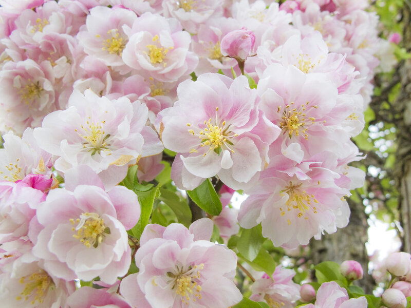 Pink Cherry Blossoms — Serene, Spring, Photograph, Flowers, Buds