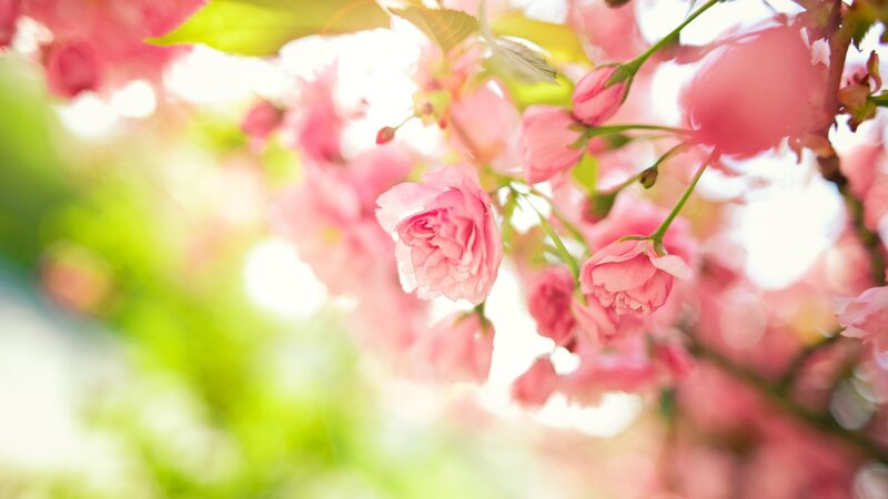 Pink Cherry Blossoms — Serene, Spring, Photograph, Flowers, Green Leaves