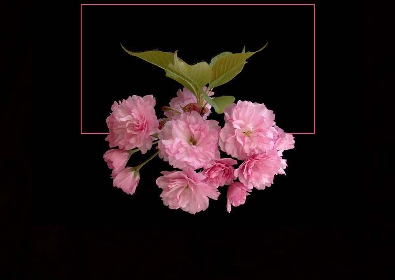 Pink Cherry Blossoms — Serene, Spring, Photograph, Flowers, Leaves, Black Background