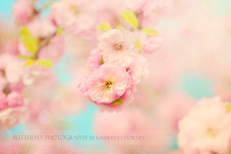 Pink Cherry Blossoms — Serene, Spring, Photograph, Flowers, Leaves, Bokeh