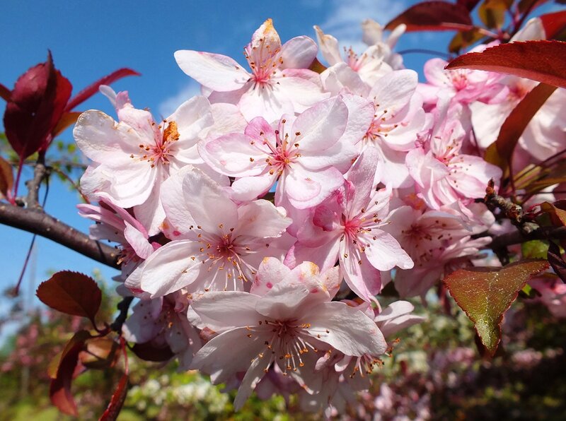 Pink Cherry Blossoms — Serene, Spring, Photograph, Flowers, Leaves, Branch, Sky