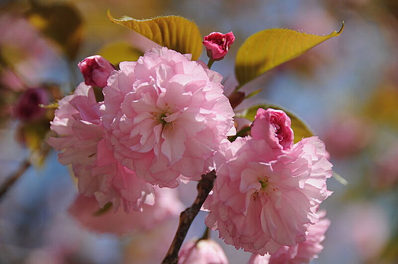 Pink Cherry Blossoms — Serene, Spring, Photograph, Flowers, Leaves, Branch