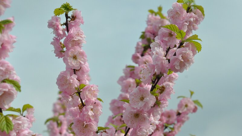 Pink Cherry Blossoms — Serene, Spring, Photograph, Flowers, Leaves, Sky, Green