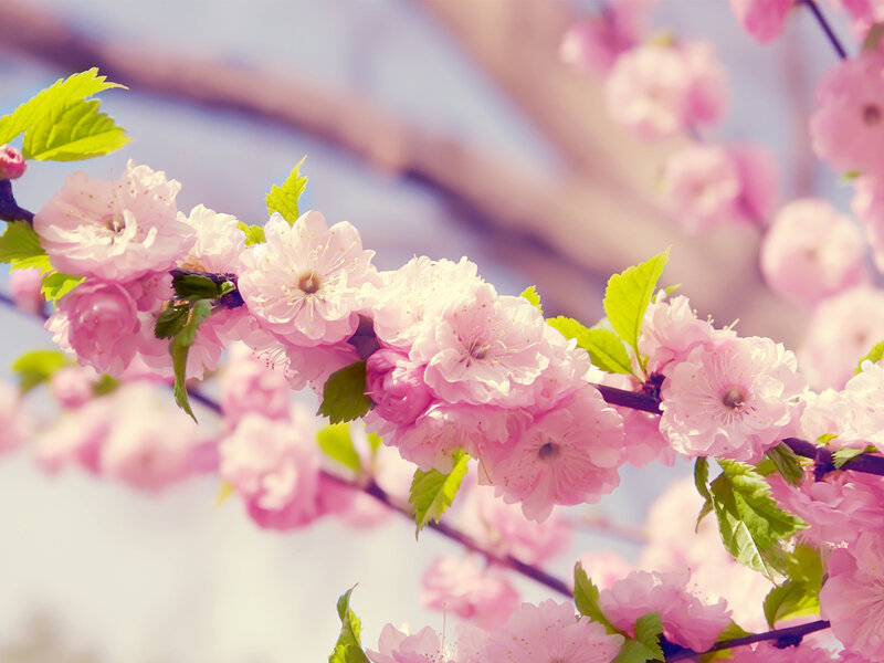 Pink Cherry Blossoms — Serene, Spring, Photograph, Flowers, Leaves