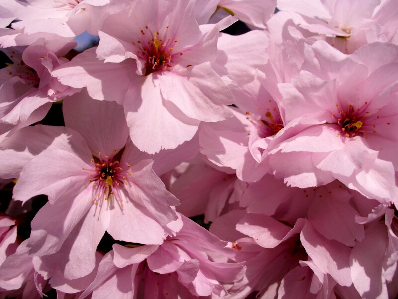 Pink Cherry Blossoms — Serene, Spring, Photograph, Flowers, Petals, Stamen