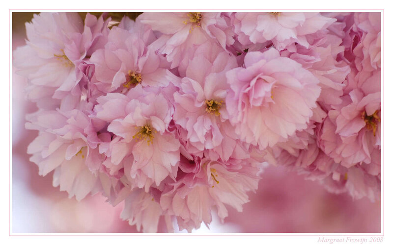 Pink Cherry Blossoms — Serene, Spring, Photograph, Flowers, Petals