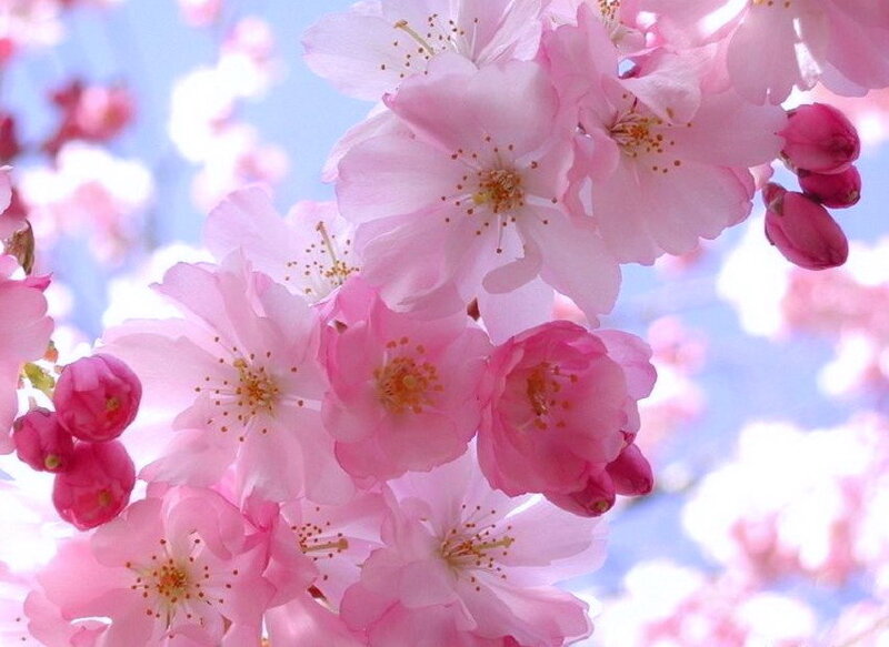 Pink Cherry Blossoms — Serene, Spring, Photograph, Flowers, Sky