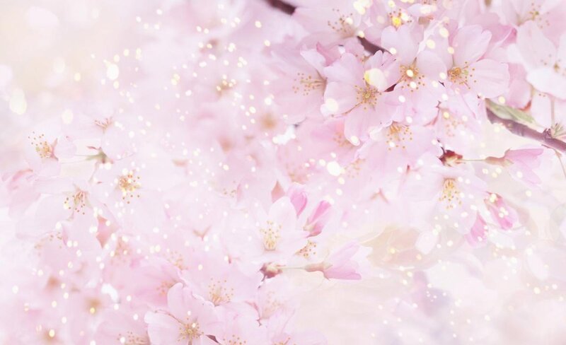 Pink Cherry Blossoms — Serene, Spring, Photograph, Flowers, Sparkles, Branches