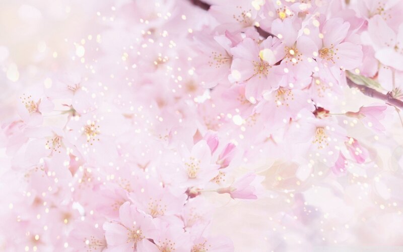 Pink Cherry Blossoms — Serene, Spring, Photograph, Flowers, Sparkles