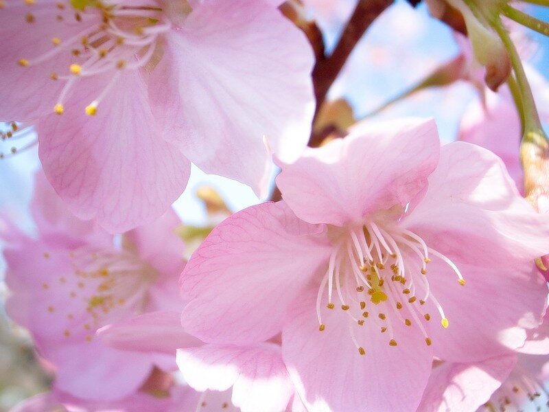 Pink Cherry Blossoms — Serene, Spring, Photograph, Flowers, Stamen, Branch