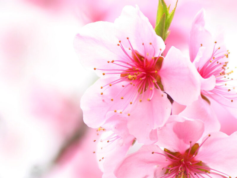 Pink Cherry Blossoms — Serene, Spring, Photograph, Flowers, Stamen, Green Leaf