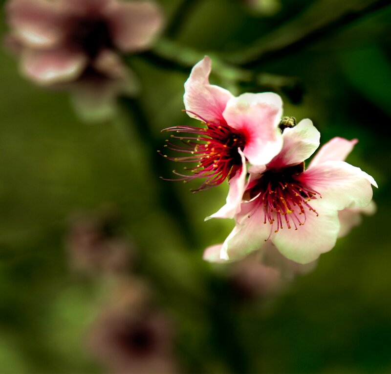 Pink Cherry Blossoms — Serene, Spring, Photograph, Flowers, Stamen, Green Leaves