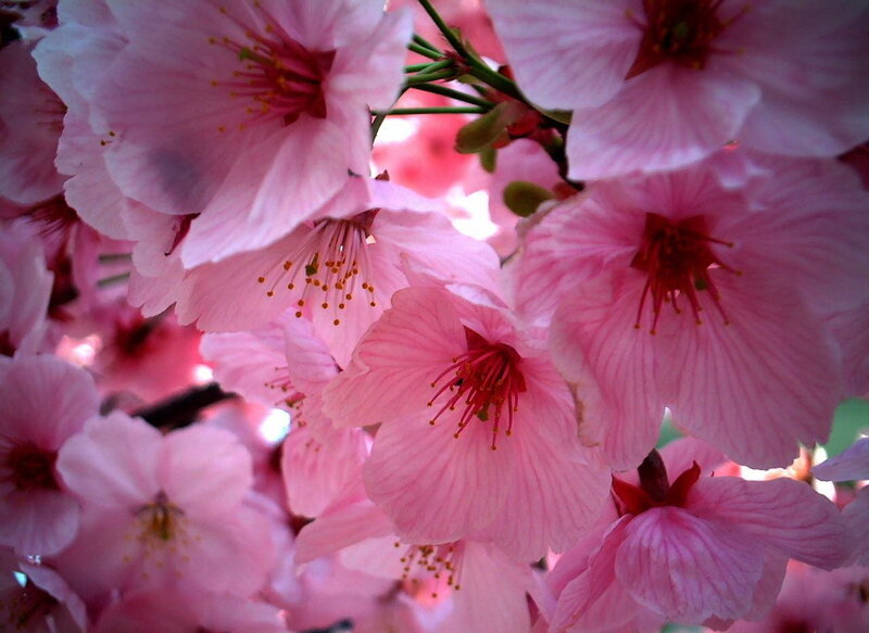 Pink Cherry Blossoms — Serene, Spring, Photograph, Flowers, Stamen, Green Stems