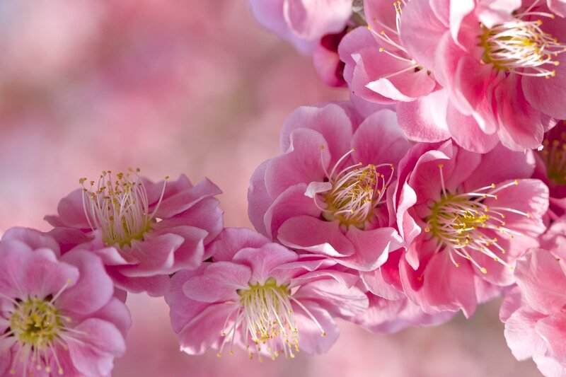 Pink Cherry Blossoms — Serene, Spring, Photograph, Flowers, Stamen, Petals