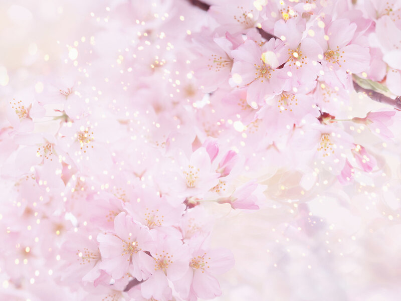 Pink Cherry Blossoms — Serene, Spring, Photograph, Flowers, Stamen, Sparkles