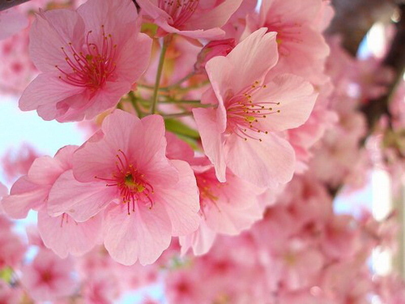 Pink Cherry Blossoms — Serene, Spring, Photograph, Flowers, Stamen