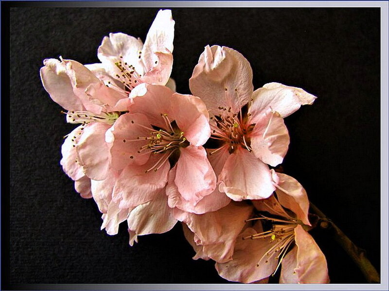 Pink Cherry Blossoms — Serene, Spring, Photograph, Flowers, Stem