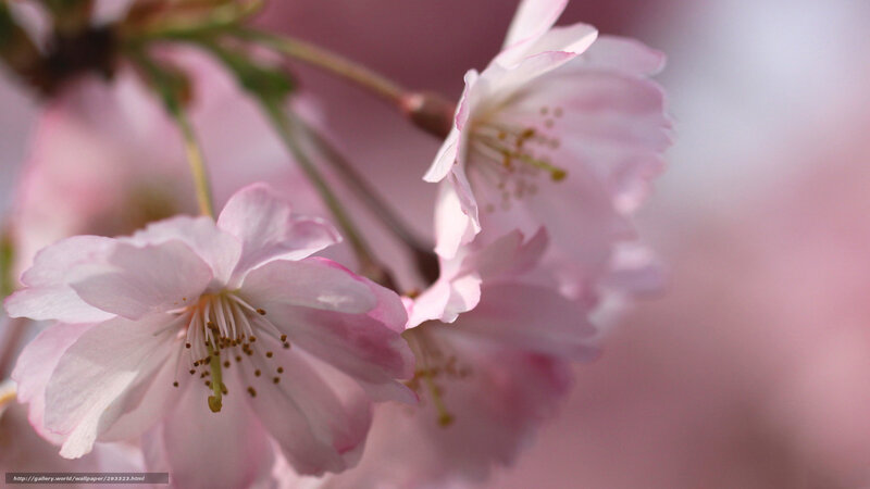 Pink Cherry Blossoms — Serene, Spring, Photograph, Flowers, Stems