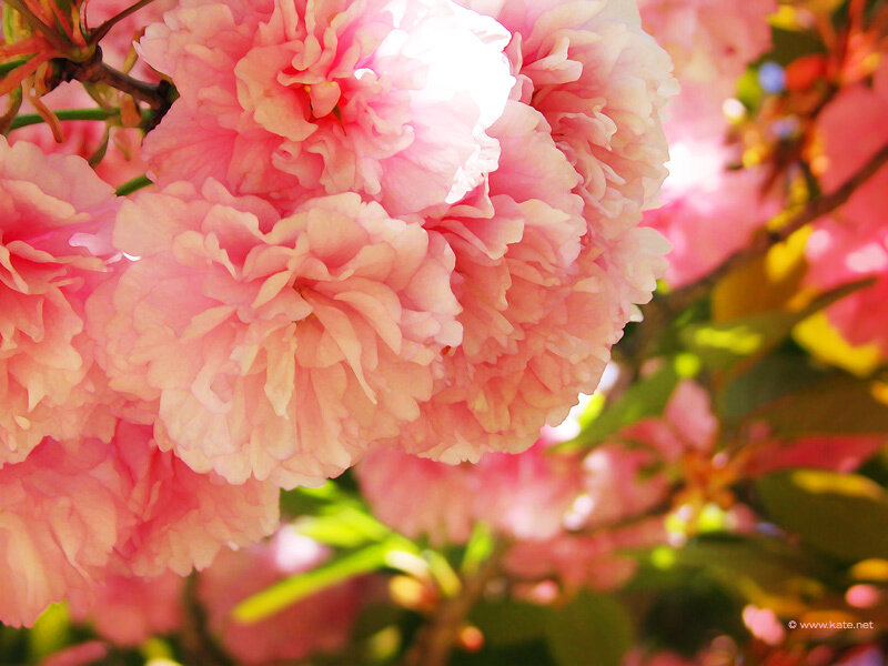 Pink Cherry Blossoms — Serene, Spring, Photograph, Flowers