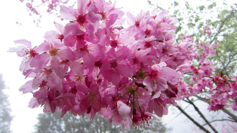 Pink Cherry Blossoms — Serene, Spring, Photograph, Flowers, Tree Branches
