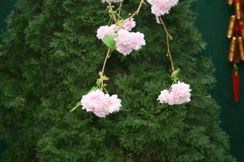 Pink Cherry Blossoms — Serene, Spring, Photograph, Green Bush