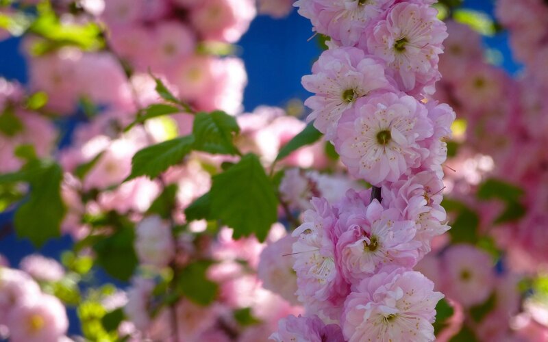 Pink Cherry Blossoms — Serene, Spring, Photograph, Green Leaves, Blue Sky, Green